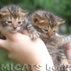 Bengal Mini Leopardo Amicat´s Filhotes Preço Comprar Vender